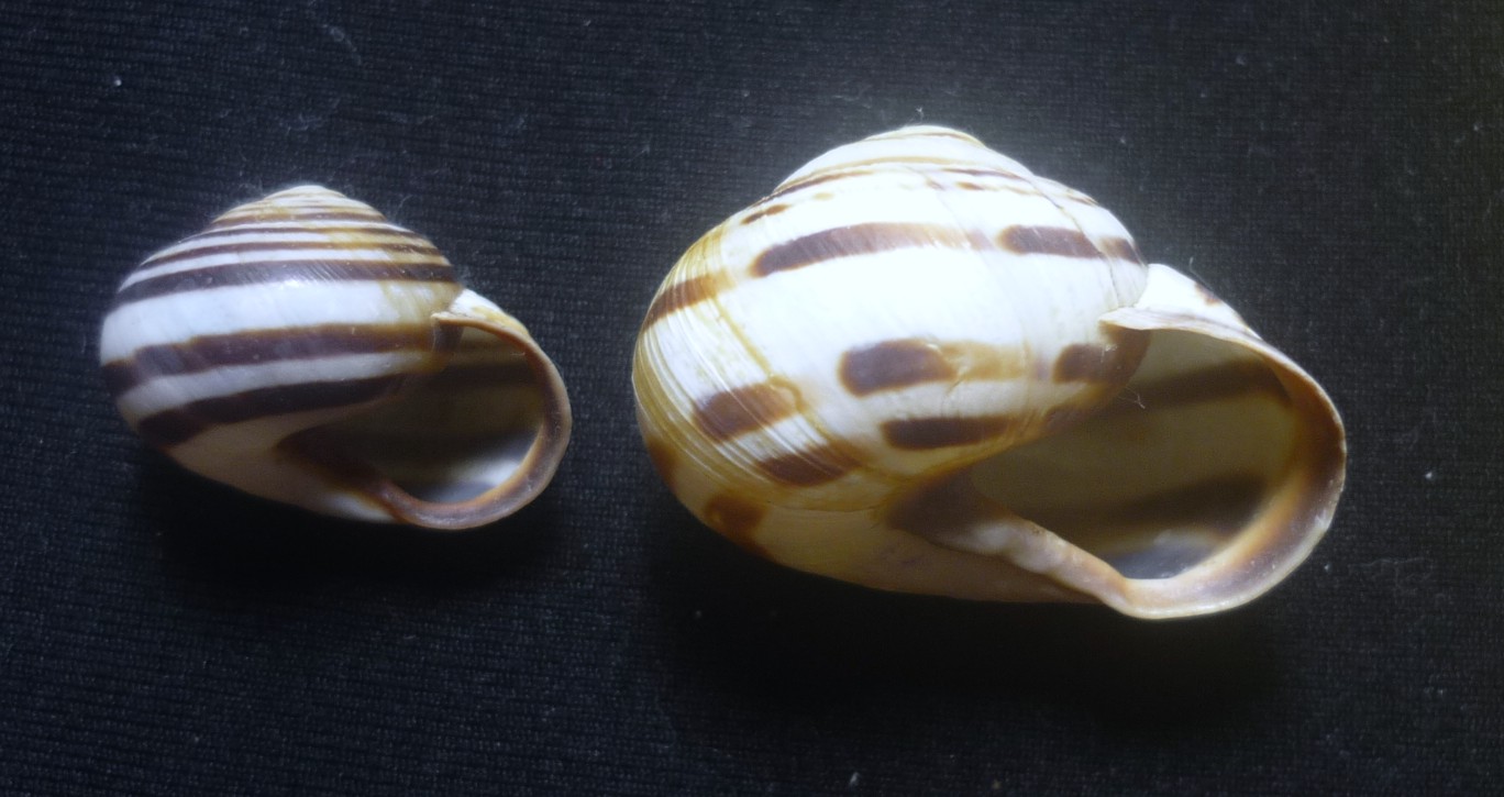 Cepaea nemoralis da Benevento